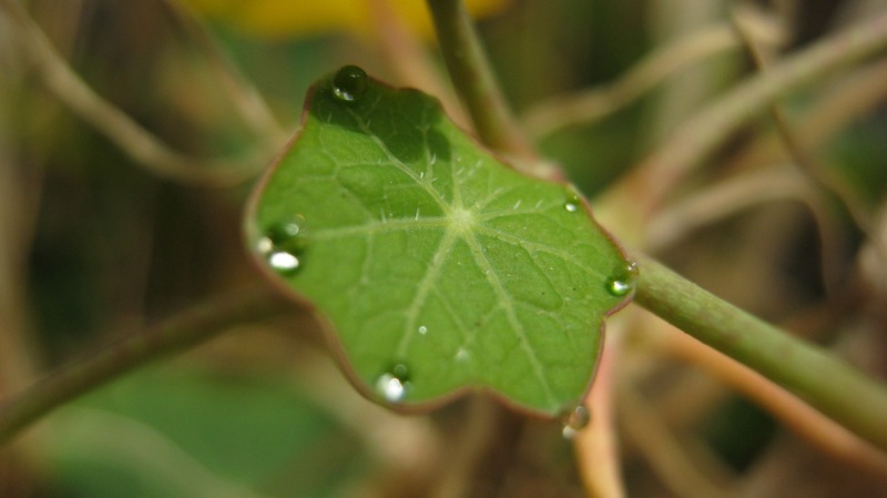 a early winter morning dewdrop